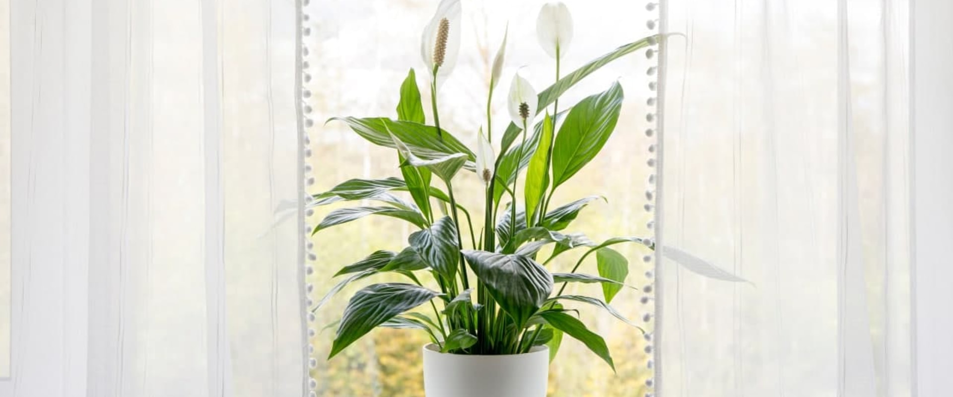 Best Air Purifying House Plants to Pair with Top HVAC Repair Technique