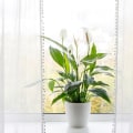 Best Air Purifying House Plants to Pair with Top HVAC Repair Technique