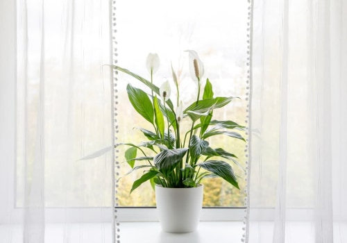 Best Air Purifying House Plants to Pair with Top HVAC Repair Technique